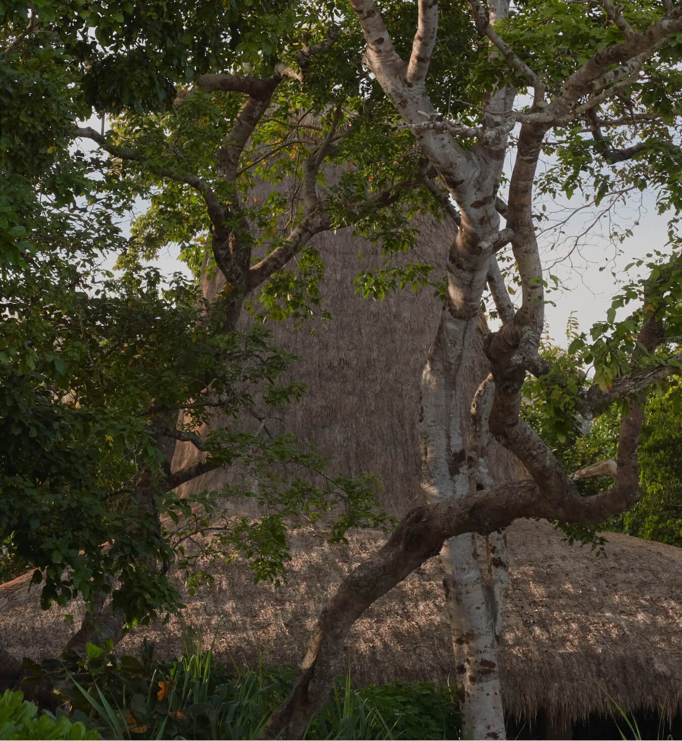 Rooted in Place